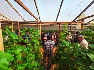 Misiones impulsa la producción de sandía y melón fuera de estación con nuevas tecnologías bajo cubierta imagen-7