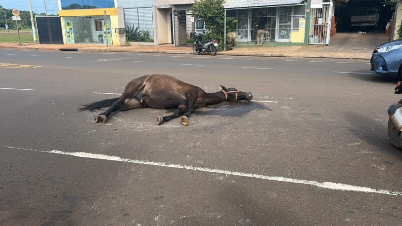 La muerte de un caballo en plena avenida reavivó el reclamo por mayor protección animal en Posadas imagen-5