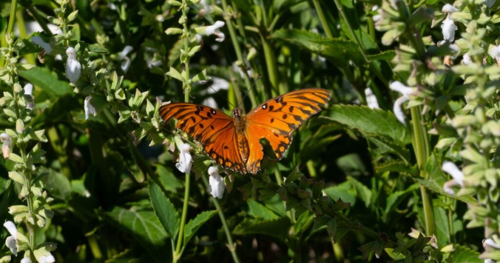 El enigma de la biodiversidad perdida: ¿puede Buenos Aires recuperar sus mariposas? imagen-94
