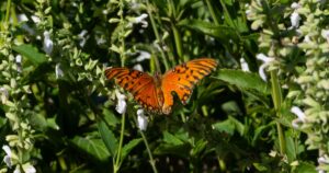 El enigma de la biodiversidad perdida: ¿puede Buenos Aires recuperar sus mariposas? imagen-3