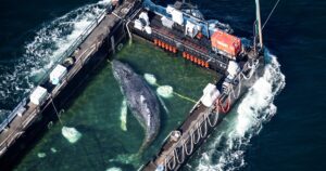 La ballena jorobada "Timmy" ya está en libertad: sobrevivió 31 días encallada y ahora nada en el mar del Norte tras un millonario operativo imagen-2
