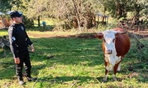 "Si querés tu vaca, pagame $200 mil”: la Policía recuperó el animal en Almafuerte imagen-72
