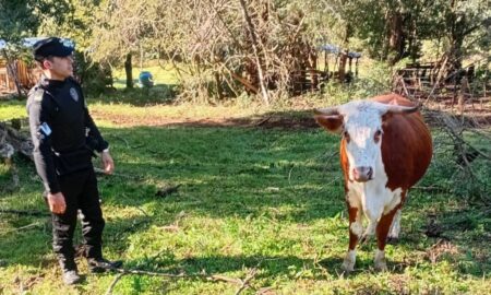 «Si querés tu vaca, pagame $200 mil”: la Policía recuperó el animal en Almafuerte "Si querés tu vaca, pagame $200 mil”: la Policía recuperó el animal en Almafuerte imagen-8