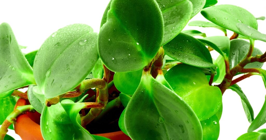 La planta más versátil que conquista los interiores modernos y tiene cuidados sencillos La planta más versátil que conquista los interiores modernos y tiene cuidados sencillos imagen-96