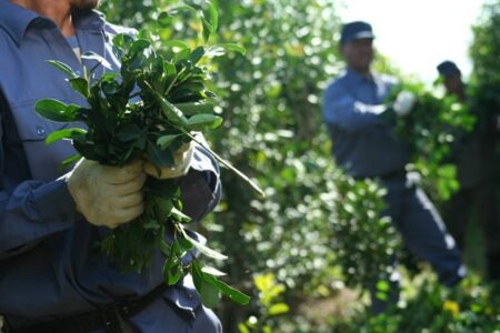La yerba y la mandioca se mantienen en rojo en el semáforo de las economías regionales de la Coninagro imagen-11