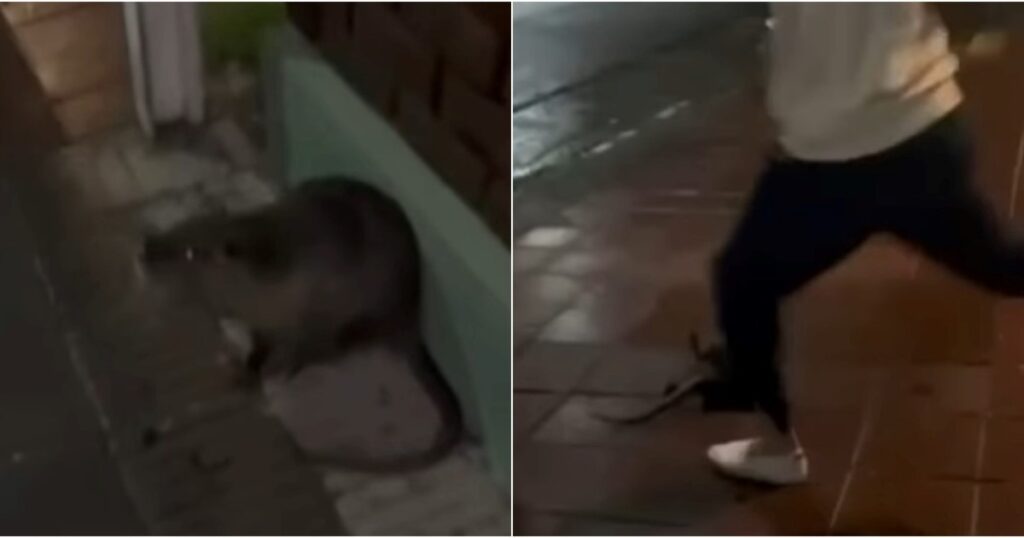 Los jóvenes que mataron a un coipo en Bahía Blanca y lo filmaron dicen que recibieron amenazas imagen-5