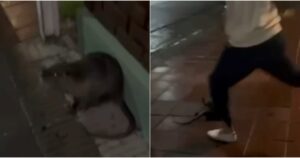 Los jóvenes que mataron a un coipo en Bahía Blanca y lo filmaron dicen que recibieron amenazas imagen-3