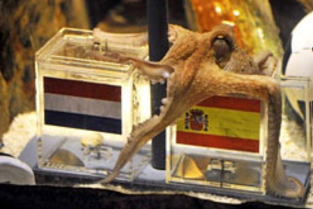 El pulpo Paul, el protagonista del Mundial 2010 que recibió amenazas de muerte por “adivinar” los ganadores imagen-5