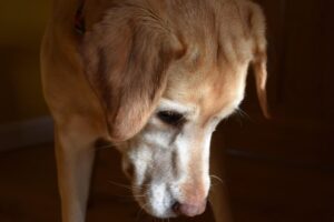 Cómo saber si tu perro entró en la “tercera edad” y los cambios urgentes que debés hacer en casa imagen-4
