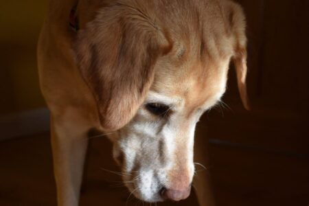 Cómo saber si tu perro entró en la “tercera edad” y los cambios urgentes que debés hacer en casa Cómo saber si tu perro entró en la “tercera edad” y los cambios urgentes que debés hacer en casa imagen-10