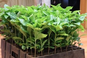 El Ministerio del Agro puso en marcha la hoja de ruta para el desarrollo del café misionero imagen-8