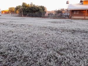 El INTA de Cerro Azul registró una intensa helada agronómica con temperaturas de hasta -3,5 °C cerca del suelo imagen-9