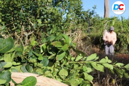 Advierten que un pequeño productor yerbatero pierde hasta $15 millones por cosecha tras la desregulación Advierten que un pequeño productor yerbatero pierde hasta $15 millones por cosecha tras la desregulación imagen-6