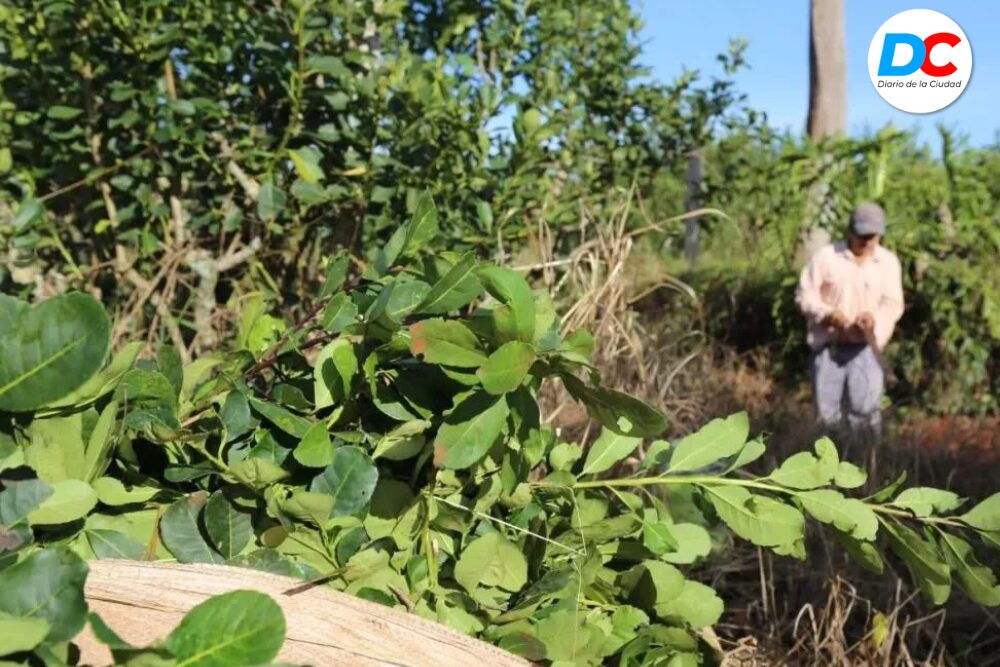 Advierten que un pequeño productor yerbatero pierde hasta $15 millones por cosecha tras la desregulación Advierten que un pequeño productor yerbatero pierde hasta $15 millones por cosecha tras la desregulación imagen-5