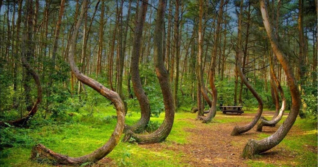 Hoia Baciu, el misterioso lugar donde hay ovnis, desapariciones y fantasmas Hoia Baciu, el misterioso lugar donde hay ovnis, desapariciones y fantasmas imagen-95