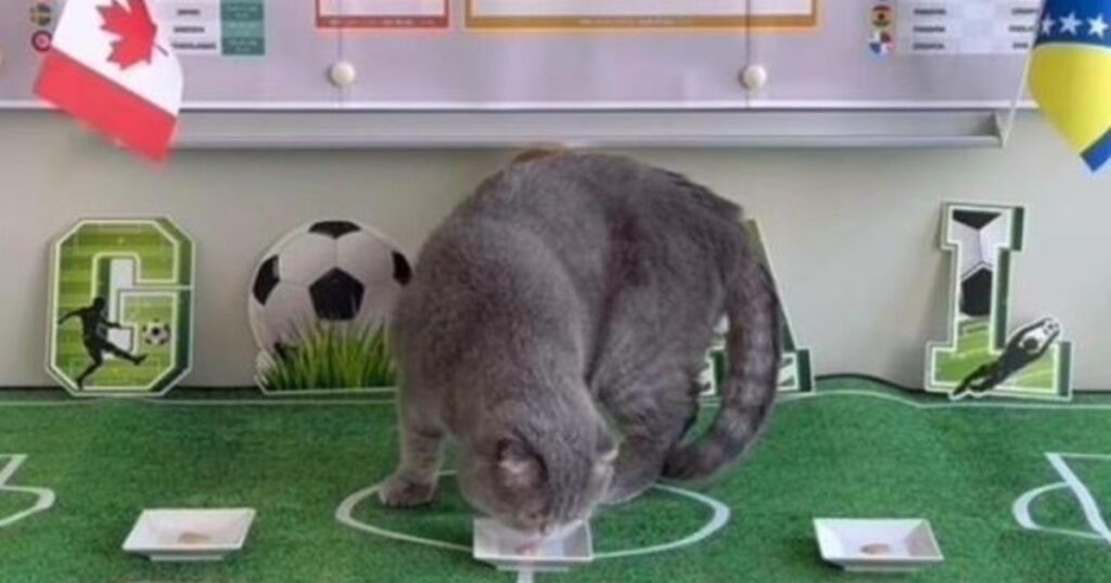 El gato que quiere reemplazar al Pulpo Paul para el Mundial 2026 imagen-38
