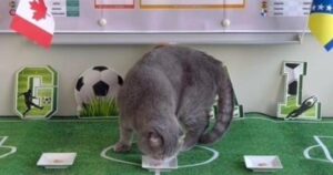 El gato que quiere reemplazar al Pulpo Paul para el Mundial 2026 imagen-1