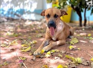 Paraguay | Caso Canela: acuerdan que la perra herida por pirotecnia permanezca con su rescatista imagen-4