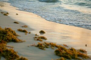 Florida desactiva una alerta por bacteria en una playa de Palm Beach: qué zona vuelve a ser segura imagen-1