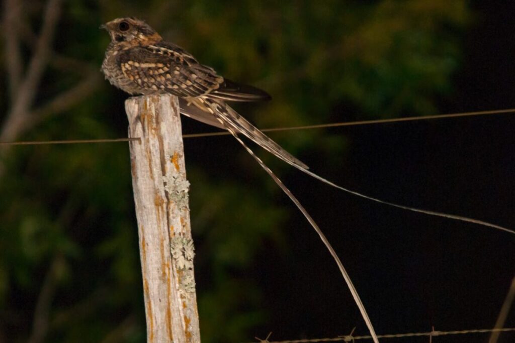 Atajacaminos tijera: un pájaro nocturno hace ruidos explosivos al chocar los huesos de las alas para atraer a sus parejas Atajacaminos tijera: un pájaro nocturno hace ruidos explosivos al chocar los huesos de las alas para atraer a sus parejas imagen-99