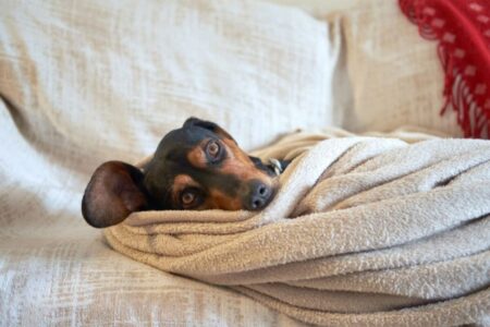 Cómo detectar si tu perro tiene frío en invierno y prevenir problemas de salud imagen-9