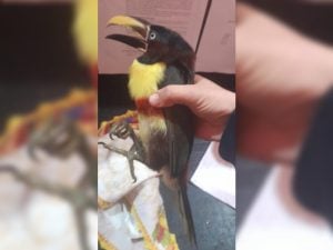 Rescataron un tucán herido en Corpus Christi y será rehabilitado para regresar a su hábitat imagen-8