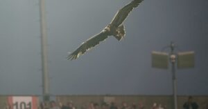 Qué es el ritual del águila que se hizo antes del amistoso entre Argentina e Islandia en Alabama imagen-3