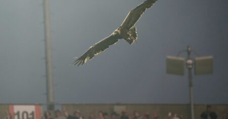 Qué es el ritual del águila que se hizo antes del amistoso entre Argentina e Islandia en Alabama Qué es el ritual del águila que se hizo antes del amistoso entre Argentina e Islandia en Alabama imagen-5