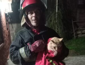 Rescataron a un gato que había quedado atrapado en un alambre de púas en Posadas imagen-2