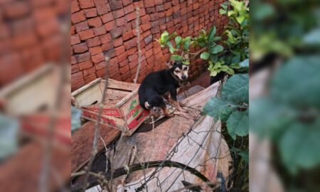 Ubicaron a 12 de los 23 perros denunciados como desaparecidos en Guaraní Ubicaron a 12 de los 23 perros denunciados como desaparecidos en Guaraní imagen-6