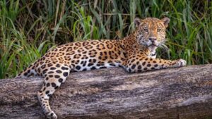 Misiones obtuvo un reconocimiento de la ONU por su seguro para la protección del Yaguareté, seleccionado entre más de 200 iniciativas del mundo Misiones obtuvo un reconocimiento de la ONU por su seguro para la protección del Yaguareté, seleccionado entre más de 200 iniciativas del mundo imagen-1