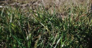 Se mostró a campo los resultados contra el raigrás resistente de un herbicida recientemente lanzado que tiene un nuevo modo de acción imagen-3