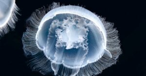 La boya que combate las invasiones de medusas y evita paradas de emergencia en centrales nucleares imagen-3