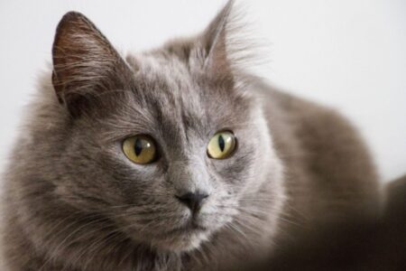 Carlos Gutiérrez, veterinario: “Los gatos grises son menos impulsivos, más tranquilos” imagen-5