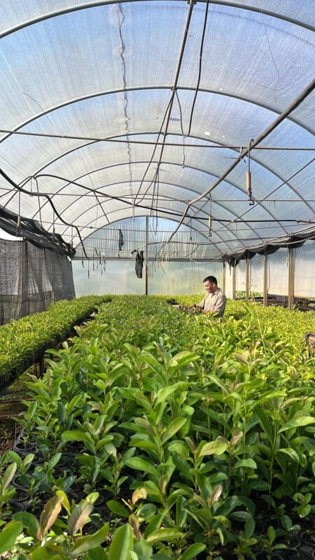 De la investigación al yerbal: empresas misioneras evalúan nuevas selecciones genéticas de INTA para la yerba mate del futuro imagen-15