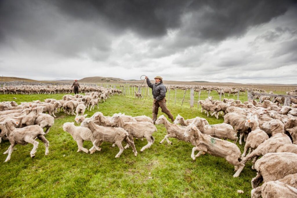“El sueño no está perdido”: el ambicioso plan que busca repoblar la inmensidad de la Patagonia imagen-4