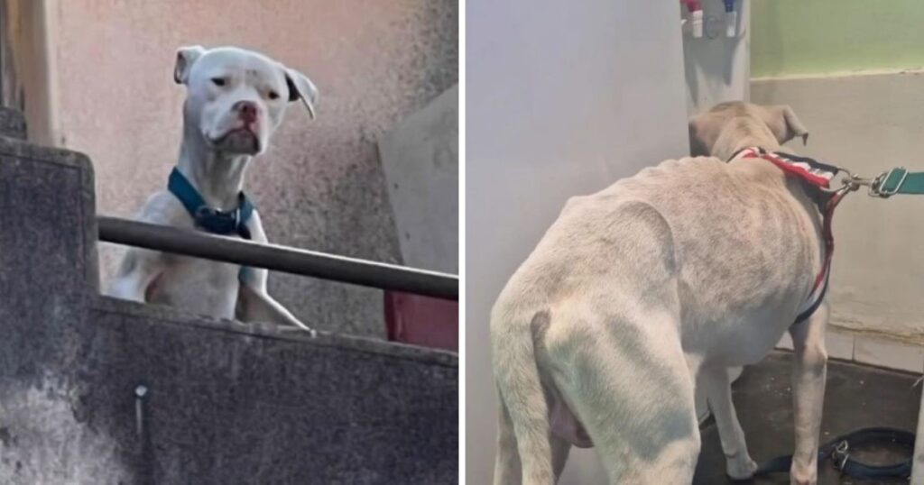 Rescataron un dogo argentino en estado de desnutrición en la casa de Claudio Barrelier, donde habría sido asesinada Agostina Vega Rescataron un dogo argentino en estado de desnutrición en la casa de Claudio Barrelier, donde habría sido asesinada Agostina Vega imagen-4