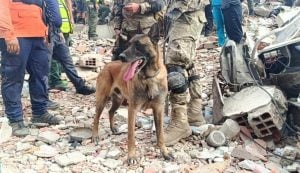 Un perro de la Armada Argentina colaboró en el rescate de dos menores con vida entre los escombros en Venezuela imagen-7