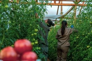 Docentes agropecuarios podrán capacitarse en tecnologías hortícolas sustentables en el Centro Hortícola de San Vicente imagen-7