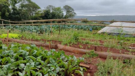 La crisis golpea a la chacra y productores misioneros se reinventan para sobrevivir imagen-5