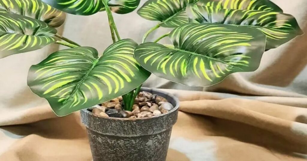 No es la lengua de suegra: 15 plantas en maceta que sobreviven en espacios con sombra imagen-93