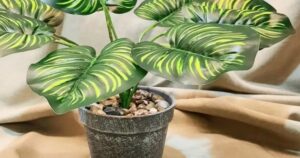 No es la lengua de suegra: 15 plantas en maceta que sobreviven en espacios con sombra imagen-2