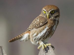 “Vida entre Árboles”: un proyecto artístico buscará visibilizar la biodiversidad misionera a través de esculturas de lechuzas imagen-8