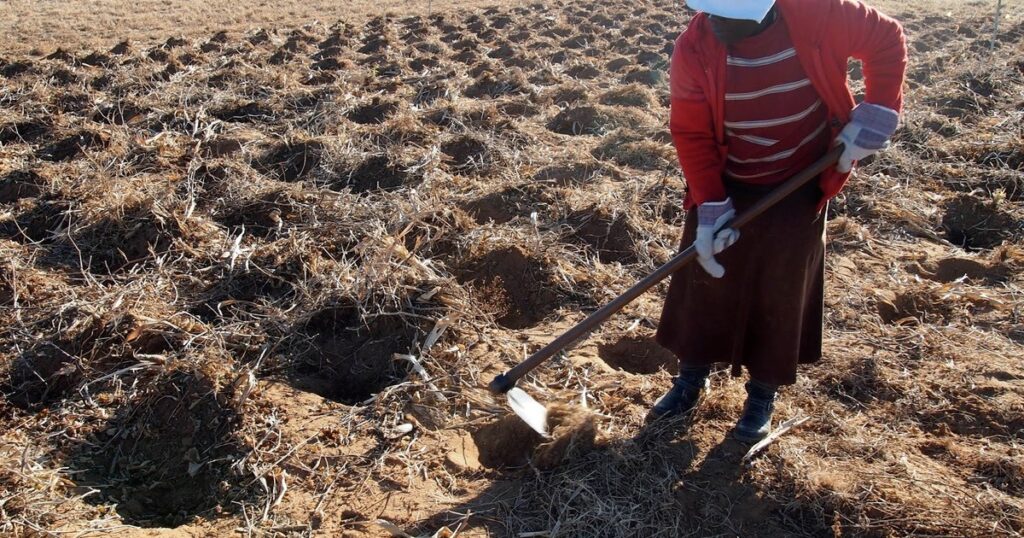 Suena a tecnología espacial, pero ya se utiliza para la protección de cultivos: fibras de basalto probadas en la Luna para proteger las cosechas contra la desertificación, un material que promete resistencia donde el clima y las plagas golpean con más fuerza imagen-5