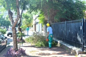El operativo de poda retiró más de 13 mil camiones de residuos verdes en Posadas imagen-1