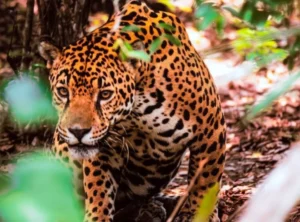 La ONU reconoció a Misiones por su seguro para proteger al yaguareté imagen-2