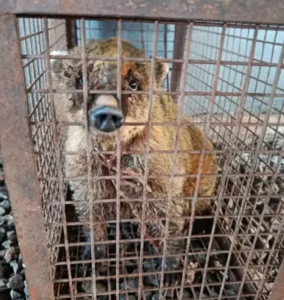 Rescataron en Oberá a un coatí que era criado como mascota y tenía una soga atada al cuello imagen-2