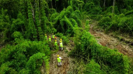 Cruce Caballero: avanza la certificación de créditos de carbono para restaurar el bosque imagen-90
