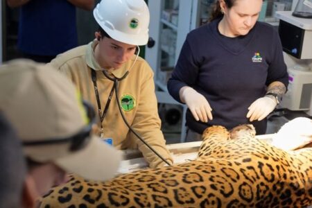 Foz do Iguazú: El yaguareté Tape’ỹ sorprende a los especialistas, no estaba entre los ejemplares monitoreados imagen-67