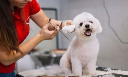 La caída del consumo impacta en el cuidado y servicios para mascotas imagen-9